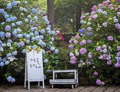 태종대에서 만난 오색찬란 수국의 매력